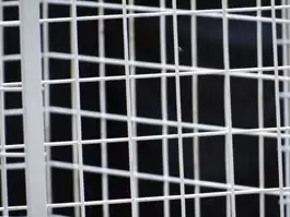 White Wire Frame With Bug